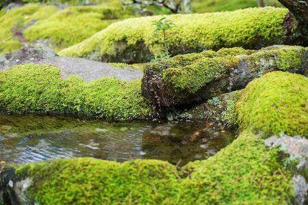 autumn landscape in the picturesque Kyoto park, Japanの写真素材