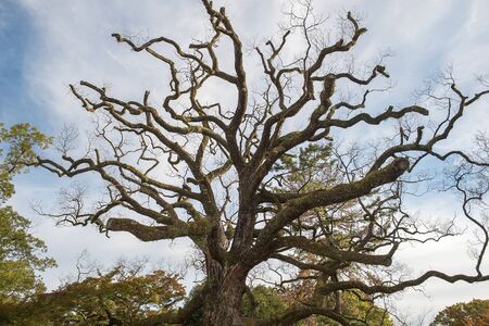 old japanese maple tree in autumn at Kyoto park, Japanの写真素材
