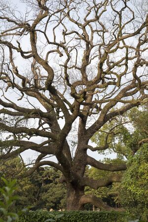 old japanese maple tree in autumn at Kyoto park, Japanの写真素材