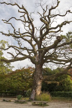 old japanese maple tree in autumn at Kyoto park, Japanの写真素材