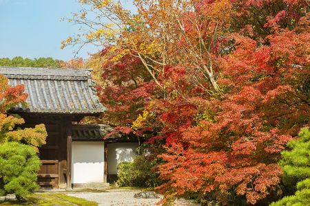 autumn landscape in the picturesque Kyoto park, Japanのeditorial素材