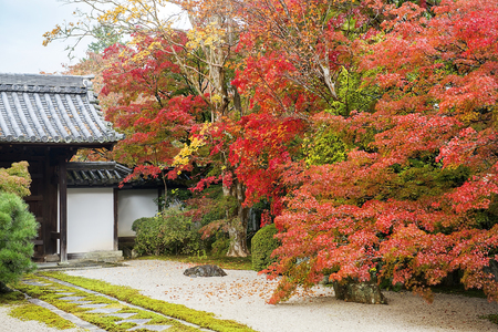 autumn landscape in the picturesque Kyoto park, Japanのeditorial素材