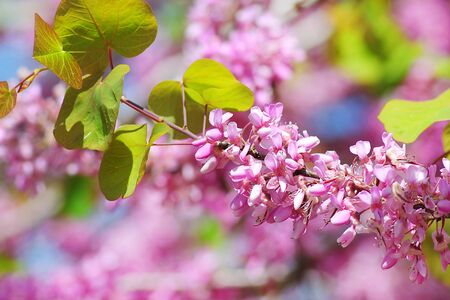 flowering Ñercis siliquastrum, judas treeの写真素材