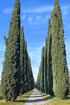 rural landscape, picturesque alley of cypress trees in the vicinity of Rome, Italyの写真素材