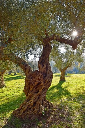 very old olive treesの写真素材