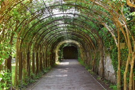 green tunnel, scenic area in the parkの写真素材