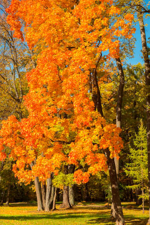 autumn landscape in park Tsaritsyno in Moscow, Russiaの写真素材