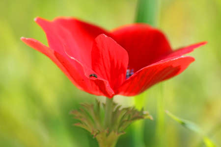 dew drop on a poppy flower petal, close-up on a blurred backgroundの写真素材