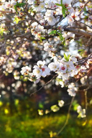 blooming peach gardenの写真素材
