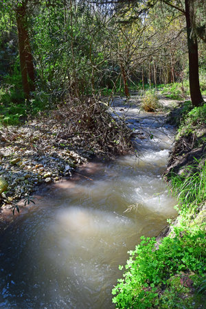 walk along the stream Nahal HaShofet - river flows through of HaZorea Forest, Ramat Menashe...