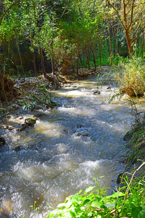 walk along the stream Nahal HaShofet - river flows through of HaZorea Forest, Ramat Menashe Biosphere Reserve, located near Mount Carmel, Israelの写真素材