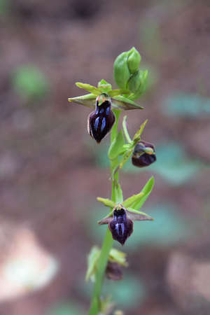 Bee Orchids, (Ophrys parvimaculata - Ophrys zonata) on its natural habitat are shownの写真素材