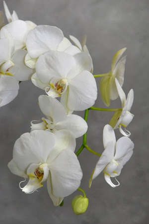 white orchid flowers on the gray backgroundの写真素材