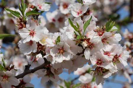 branch of blossoming almond tree close-upの写真素材