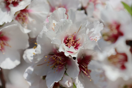 branch of blossoming almond tree close-upの写真素材