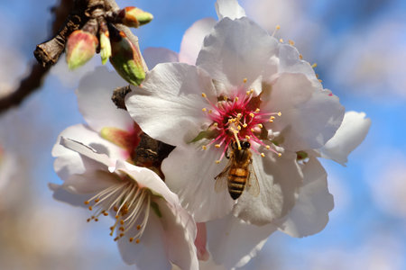 bee collect nectar from a almond treeの写真素材