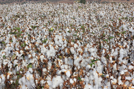 cotton field ready for harvestingの写真素材