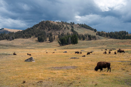 american bison grazes in the Yellowstone National Park, USAの写真素材