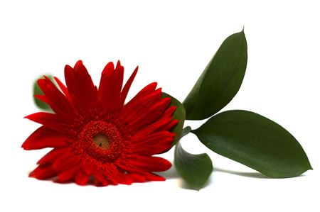 Gerberaの写真素材