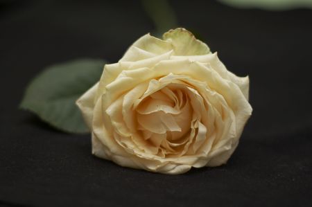 White Roseの写真素材