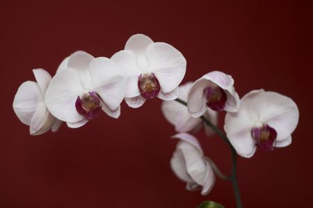 Orchidの写真素材