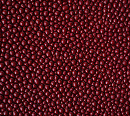 Fragment of wallet from the painted skin of skate by closeup as a backgroundの写真素材