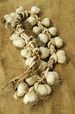 Bunch of garlic bulbs on canvas background