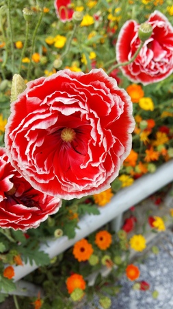 red flowerの写真素材