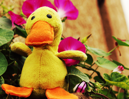 Little yellow duckの写真素材