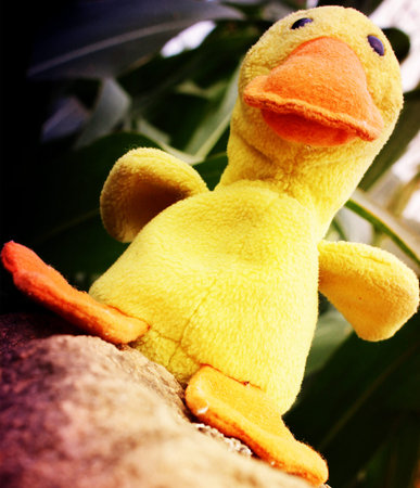 Little yellow duckの写真素材