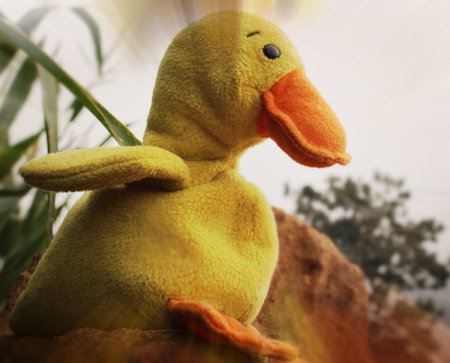 Little yellow duckの写真素材