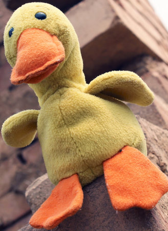 Little yellow duckの写真素材