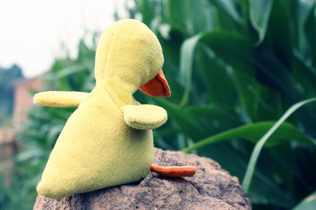 Little yellow duckの写真素材