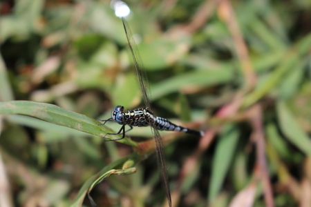 Dragonflyの写真素材