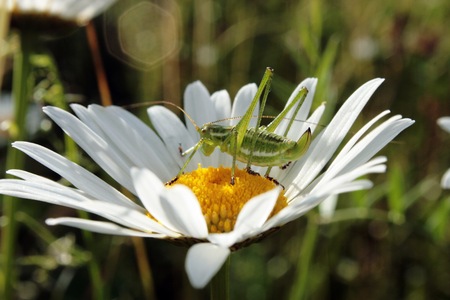 grasshopperの写真素材