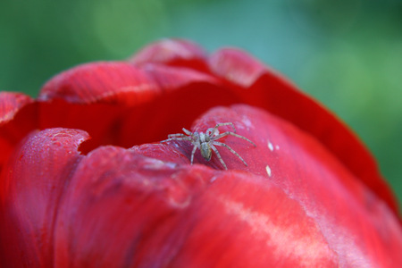 spider close upの写真素材