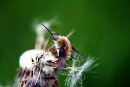 Dandelionの写真素材