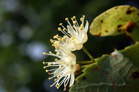 linden-treeの写真素材