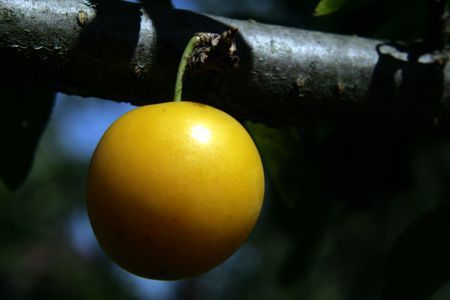 cherry-plumの写真素材