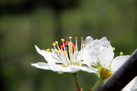 ladybugの写真素材