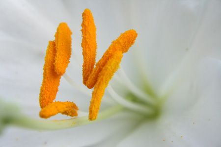 stamensの写真素材