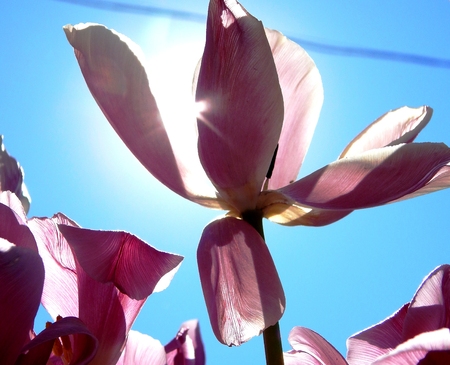 tulipsの写真素材