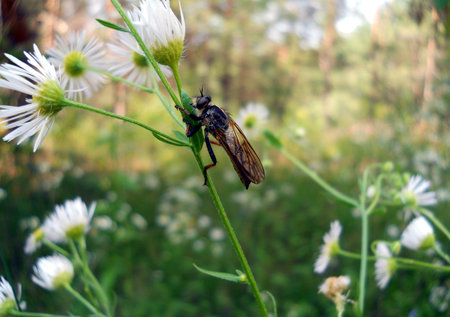Insect