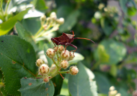 Beetle