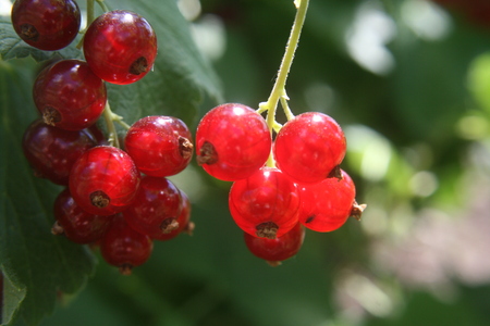 red currant close upの写真素材