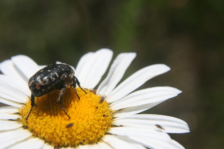 A bug on a chamomile flowerの写真素材