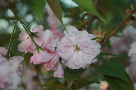 sakura flowerの写真素材