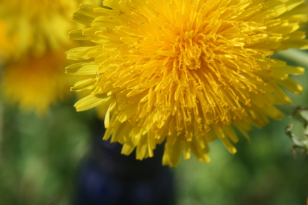 Dandelionの写真素材