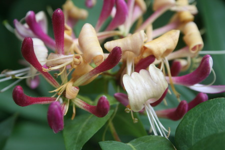 Flowers in the wildの写真素材
