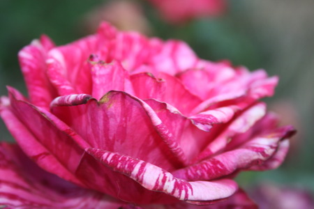 A single rose closed upの写真素材